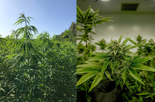 II. Hemp kanep ja cannabis: mis on nende vahe - H Drop Eesti