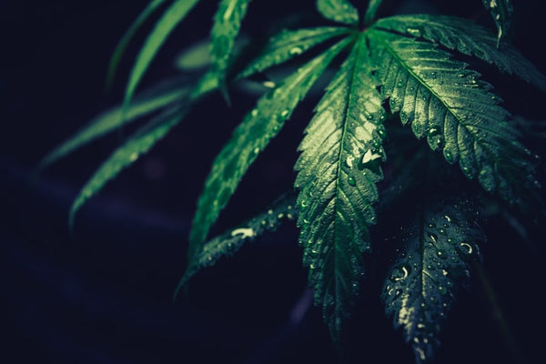 III. Miks on CBD legaalne aga kanep mitte? - H Drop Eesti