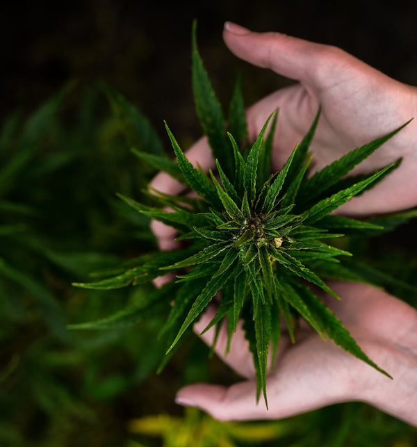 Täisspektriline vs Laiaspektriline vs CBD isolaat - H Drop Eesti